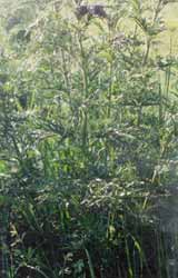 會螫人的草 會螫人的草