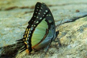 熱帶雙尾蛺蝶