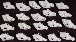 狗頭骨[狗頭骨]