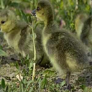 鴨雛 鴨雛