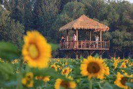 賈堌堆農家寨 賈堌堆農家寨