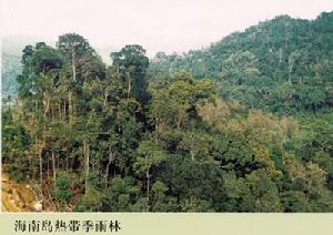 季雨林