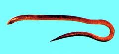 大頭蚓鰻