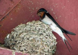 蘭陵王·鄰家燕巢既毀感賦