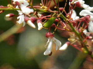 海南魚藤 海南魚藤
