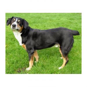 英特布徹山犬 英特布徹山犬