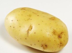 渝馬鈴薯1號 渝馬鈴薯1號