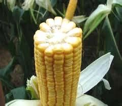 禾盛玉6號 禾盛玉6號