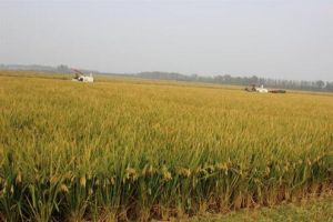 江蘇農墾 江蘇農墾