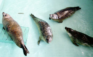 大連斑海豹國家級自然保護區