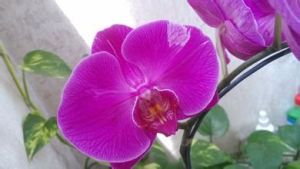 碎蘭花根 碎蘭花根