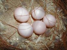 橫斑鸚鵡（卵）