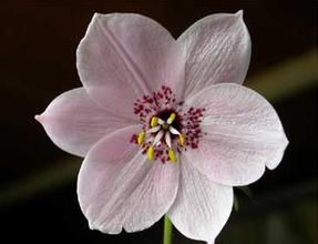 紫花棘豆 紫花棘豆