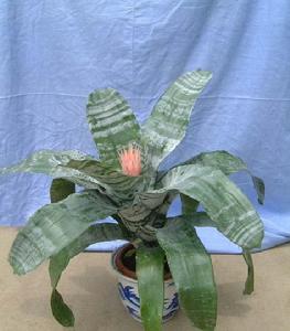 陰地植物 陰地植物