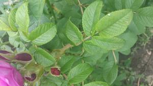 寒地玫瑰 寒地玫瑰