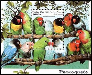 情侶鸚鵡屬 情侶鸚鵡屬