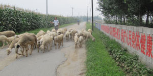 瘦肉精羊 瘦肉精羊