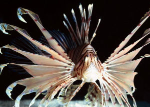 石獅子魚 石獅子魚