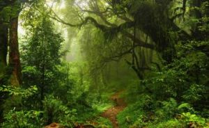 亞熱帶原始雨林