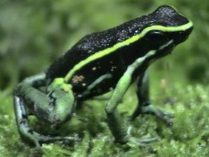 三線箭毒蛙 三線箭毒蛙