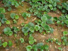 大吳風草屬植物
