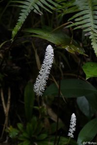 中國白絲草 中國白絲草