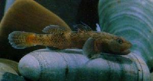 斑紋舌鰕虎魚 斑紋舌鰕虎魚