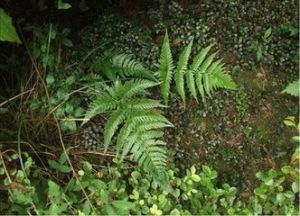 太平鱗毛蕨 太平鱗毛蕨