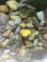 射線裂脊蚌 射線裂脊蚌