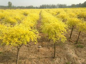 金葉加拿大楊 金葉加拿大楊