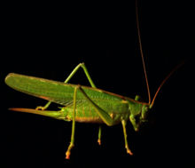 螽蟴科
