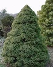 道格拉斯松 道格拉斯松