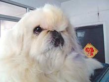 中華犬
