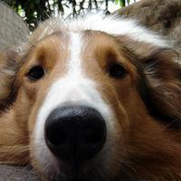 狗鼻子[左琴科作品]