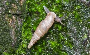 煙管蝸牛 煙管蝸牛