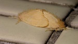 茶樹台灣黃毒蛾 茶樹台灣黃毒蛾