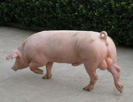 大約克豬 大約克豬
