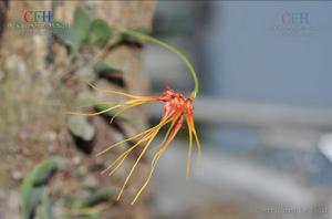 斑唇卷瓣蘭 斑唇卷瓣蘭