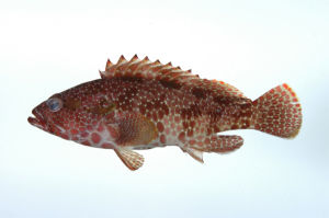 六角石斑魚