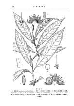 銅綠山礬 銅綠山礬