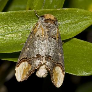 園黃掌舟蛾 園黃掌舟蛾