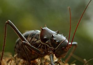 盔甲蟋蟀 盔甲蟋蟀