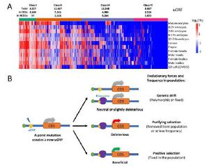 生理多態現象 生理多態現象
