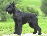 大型雪納瑞犬 大型雪納瑞犬