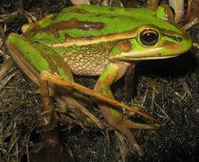 綠紋樹蛙
