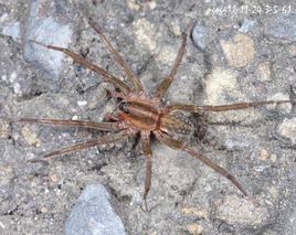 小齒水狼蛛 小齒水狼蛛
