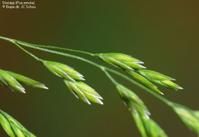 密序早熟禾 密序早熟禾