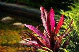 朱蕉[百合目龍舌蘭科植物]