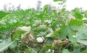 新棉2號 新棉2號