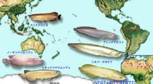 （圖）骨咽魚科